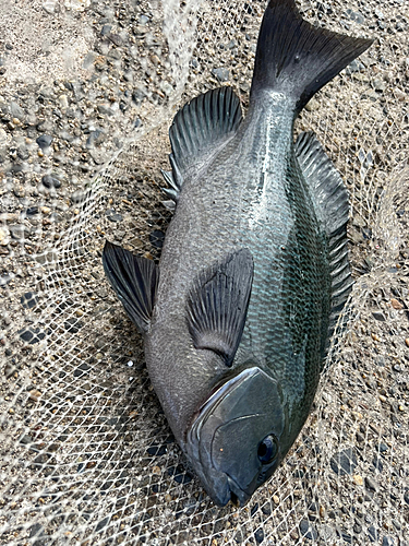 メジナの釣果