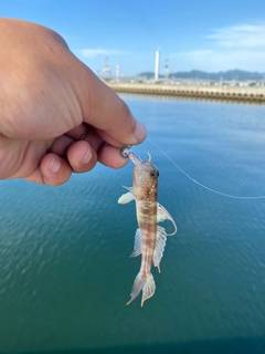 トラハゼの釣果