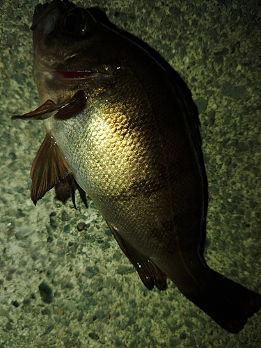 ソイの釣果