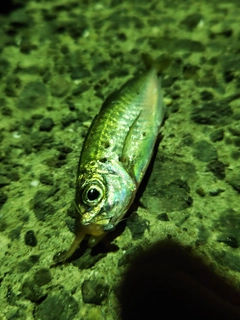 マアジの釣果