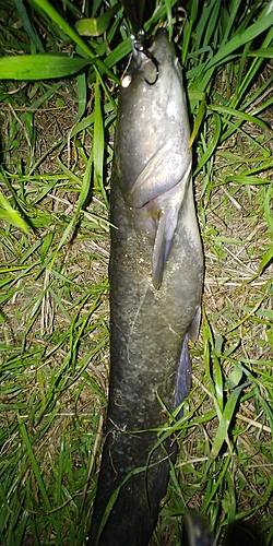 ナマズの釣果