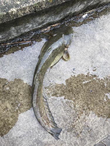 ナマズの釣果