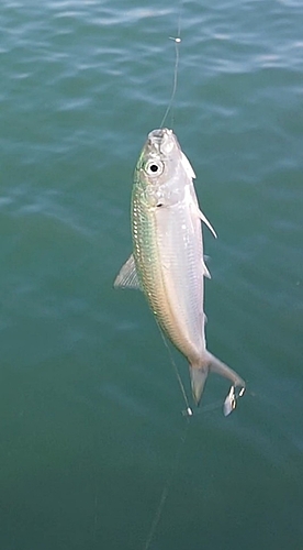 カタボシイワシの釣果