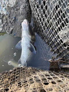 ニゴイの釣果