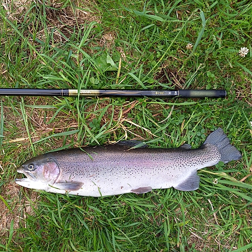 ニジマスの釣果