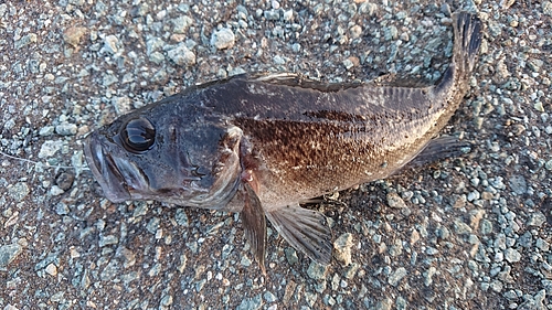 ソイの釣果