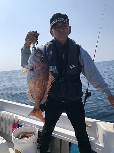 マダイの釣果