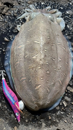 モンゴウイカの釣果