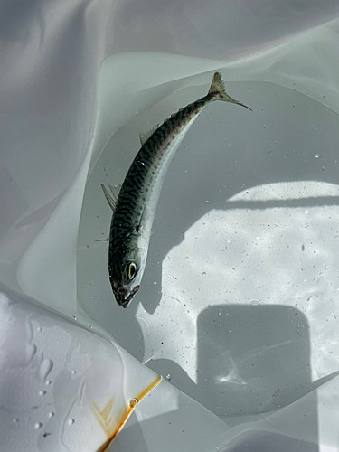 サバの釣果