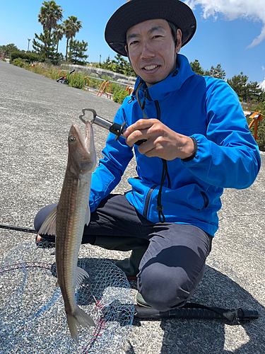 エソの釣果