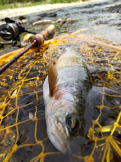ニジマスの釣果