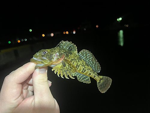 ニジカジカの釣果