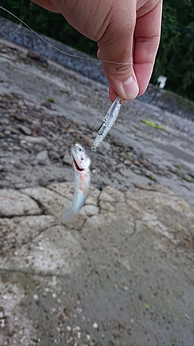 カタクチイワシの釣果