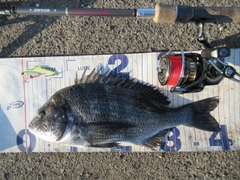 クロダイの釣果