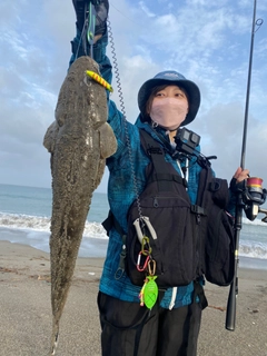 マゴチの釣果