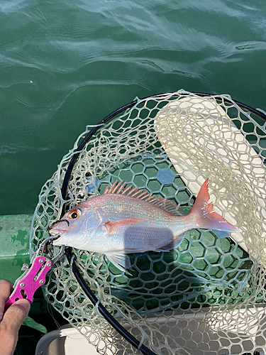 マダイの釣果