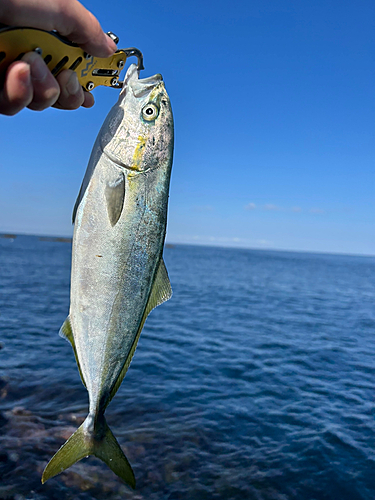 フクラギの釣果