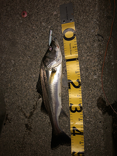 シーバスの釣果