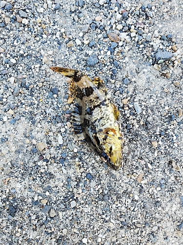 タケノコメバルの釣果