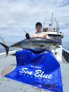 キハダマグロの釣果