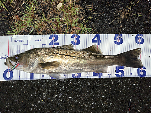 シーバスの釣果