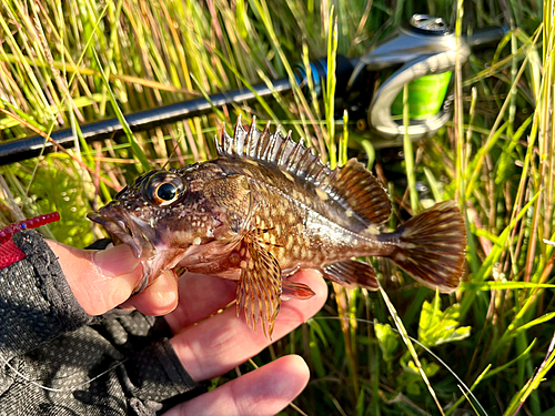 ガシラの釣果