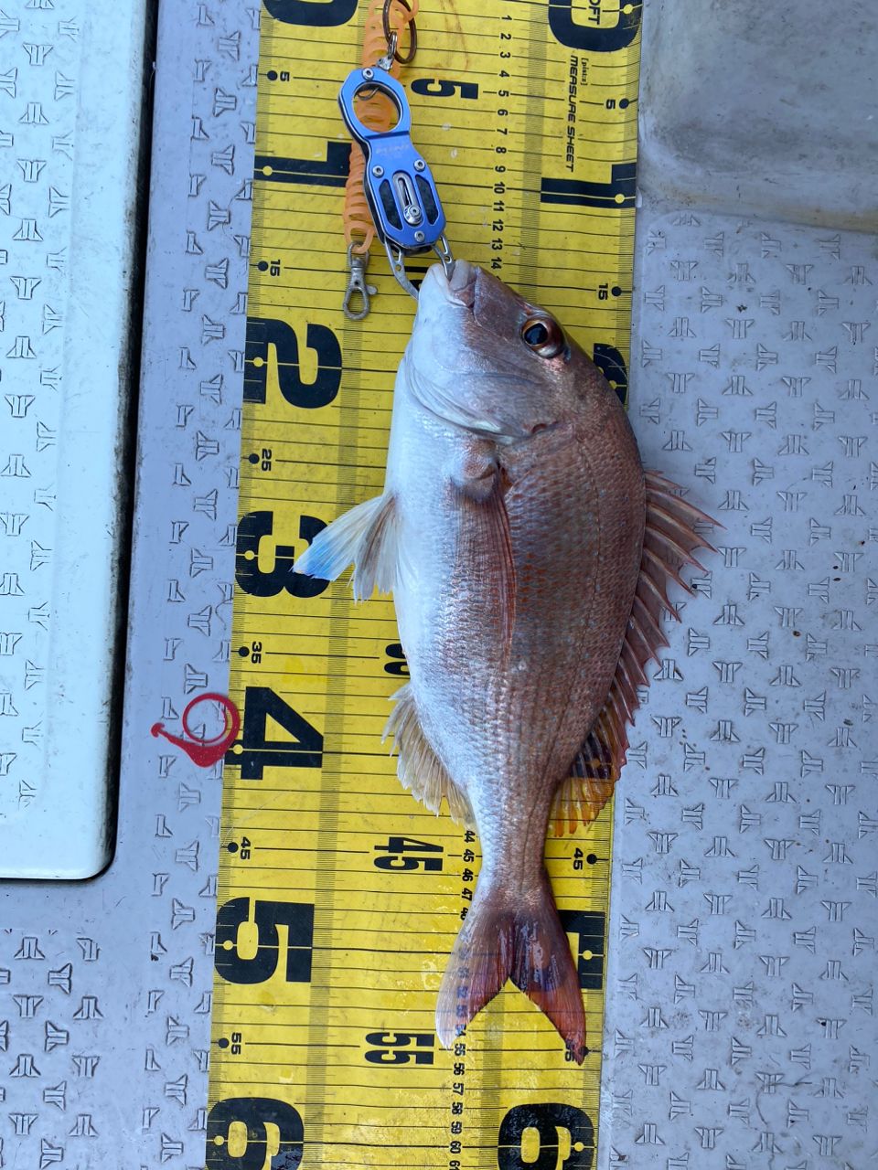 トモミン（校長@釣りの学校）さんの釣果 2枚目の画像