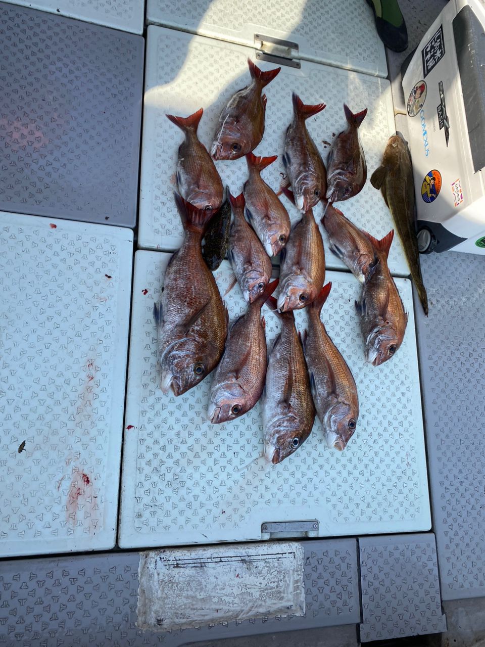 トモミン（校長@釣りの学校）さんの釣果 3枚目の画像