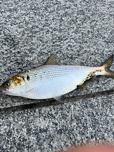 コノシロの釣果