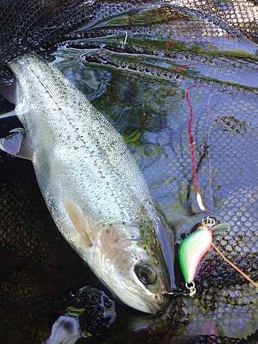 ニジマスの釣果