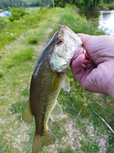 ラージマウスバスの釣果