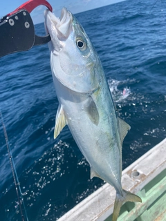 フクラギの釣果