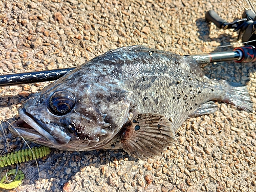 クロソイの釣果