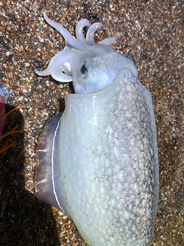 コウイカの釣果