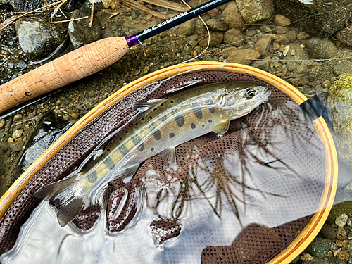 ヤマメの釣果