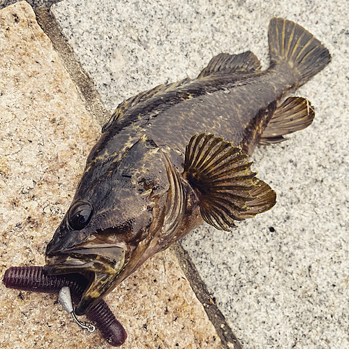 タケノコメバルの釣果