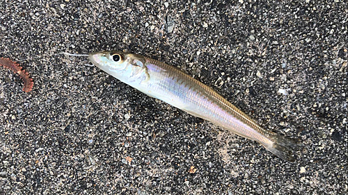 シロギスの釣果