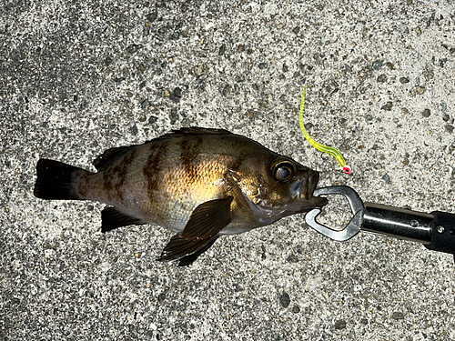 アオメバルの釣果