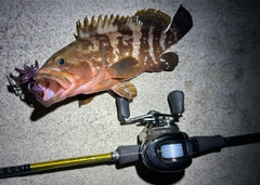 アコウの釣果