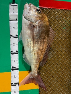 マダイの釣果