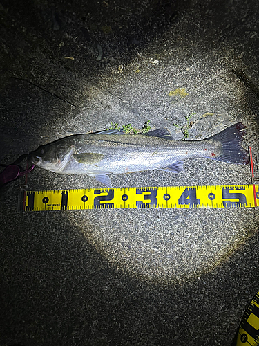 シーバスの釣果