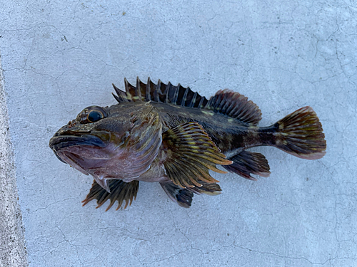 カサゴの釣果