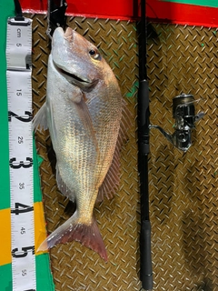 マダイの釣果