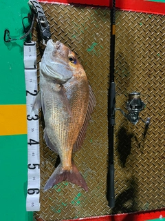 マダイの釣果