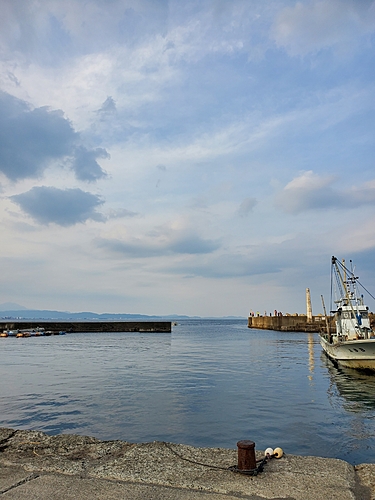 メジナの釣果