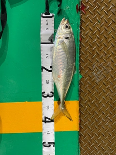マアジの釣果