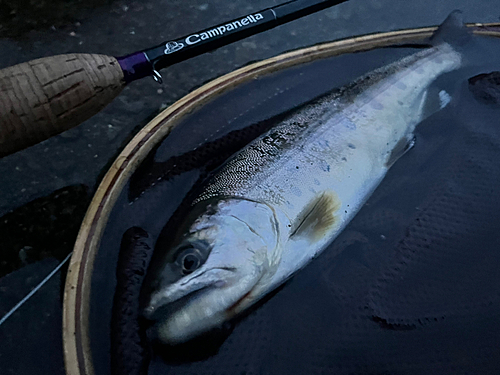 ヤマメの釣果