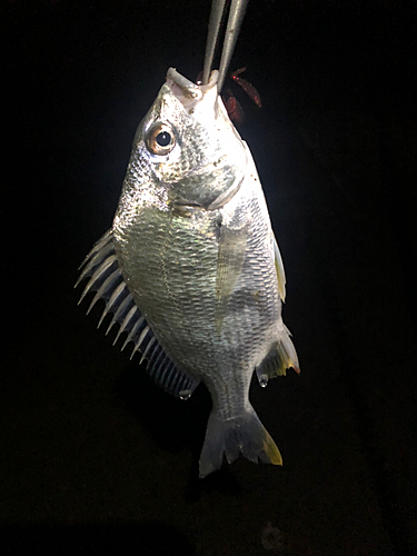 キビレの釣果