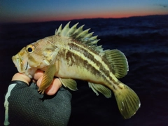 シマソイの釣果