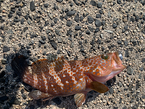 アコウの釣果